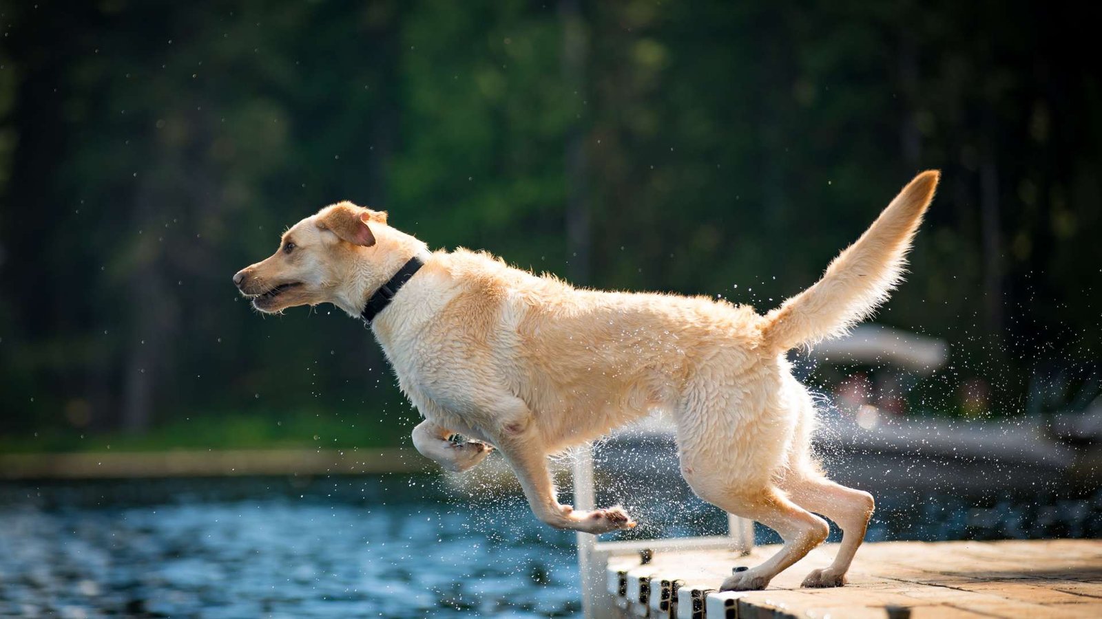 cachorro de raza grande jugando felizmente