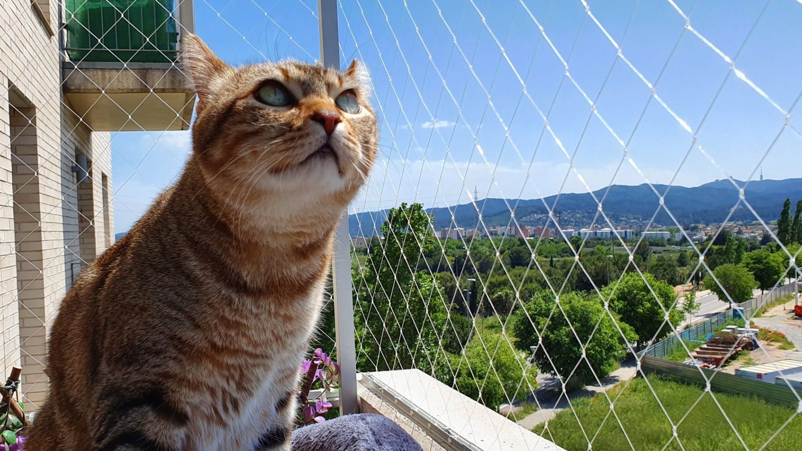 gato explorando un hogar seguro