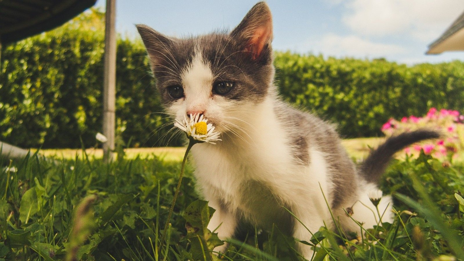 gato feliz y limpio en un jardin