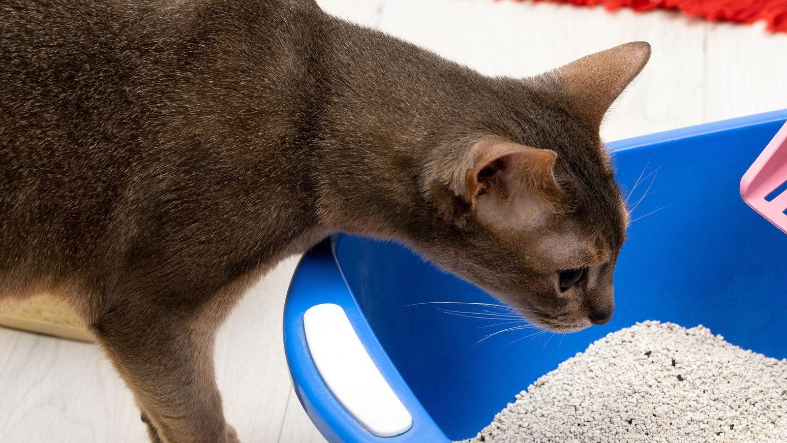 gato jugando con arena limpia y fresca