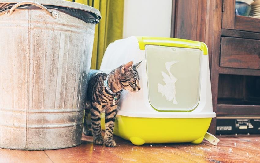 gato jugando en una caja de arena