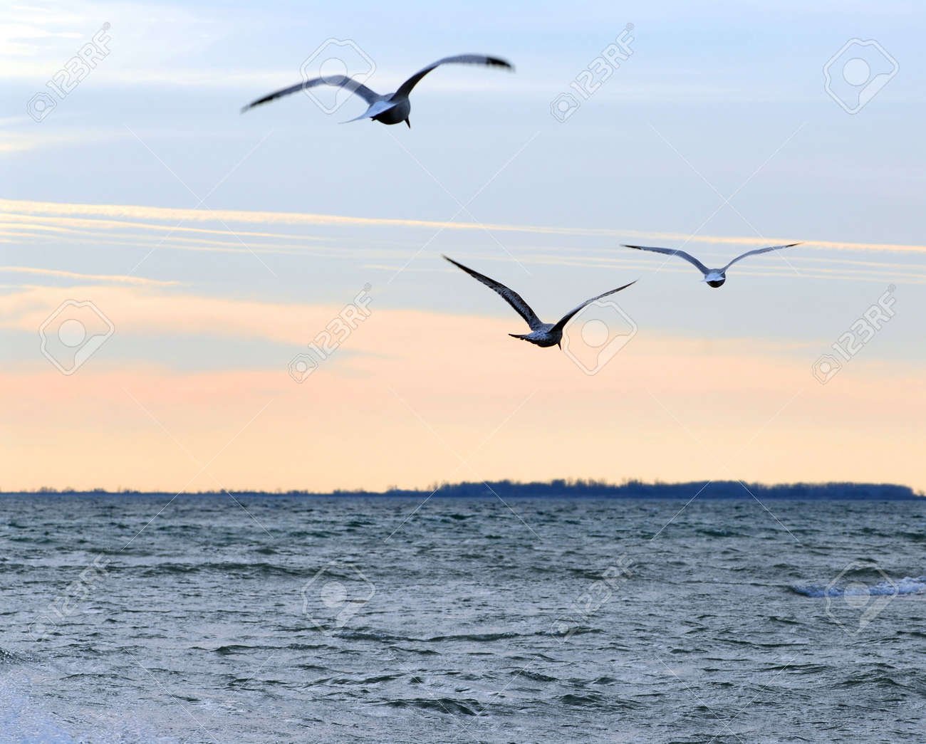 gaviota volando sobre un mar tranquilo