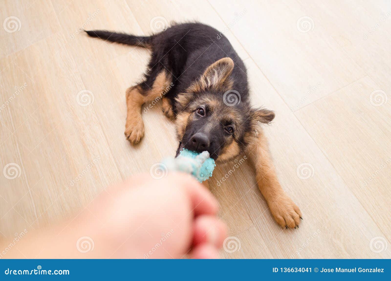 perra pastor aleman jugando con juguetes