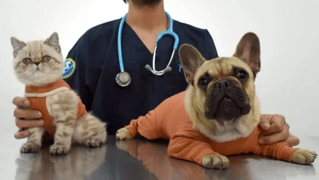 perro con traje de cobre en el campo