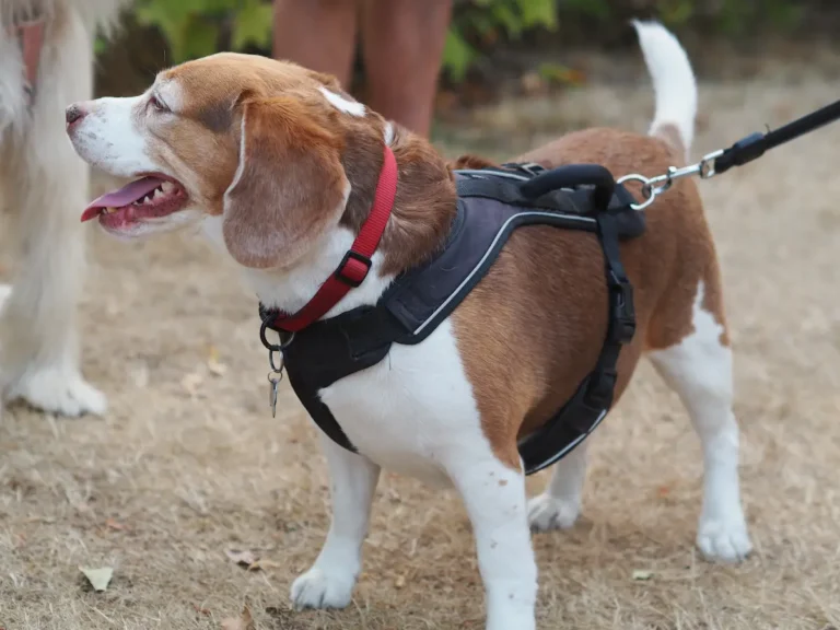 Qué arnés para perros anti tirones es el mejor para mi mascota