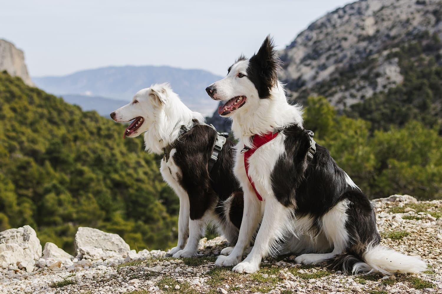 perro feliz usando arnes tactico en naturaleza