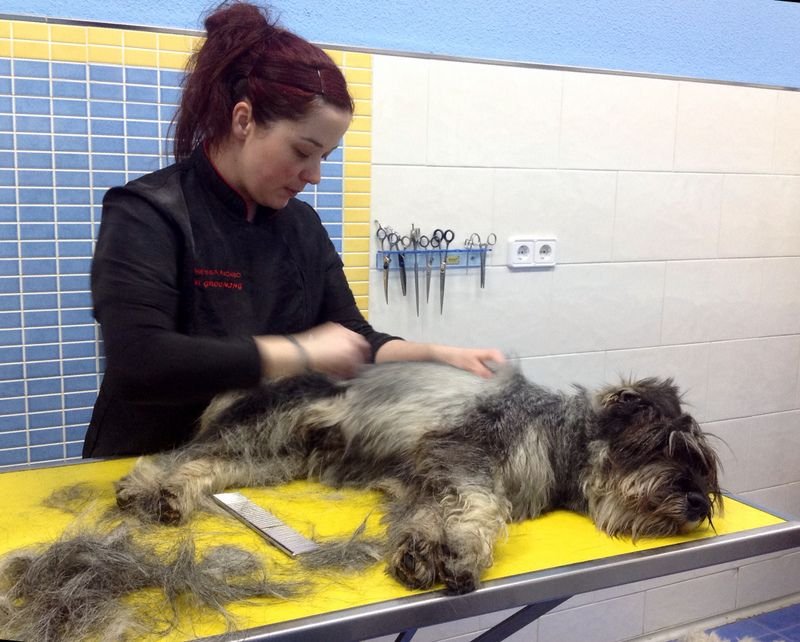perro siendo arreglado con maquina de peluqueria