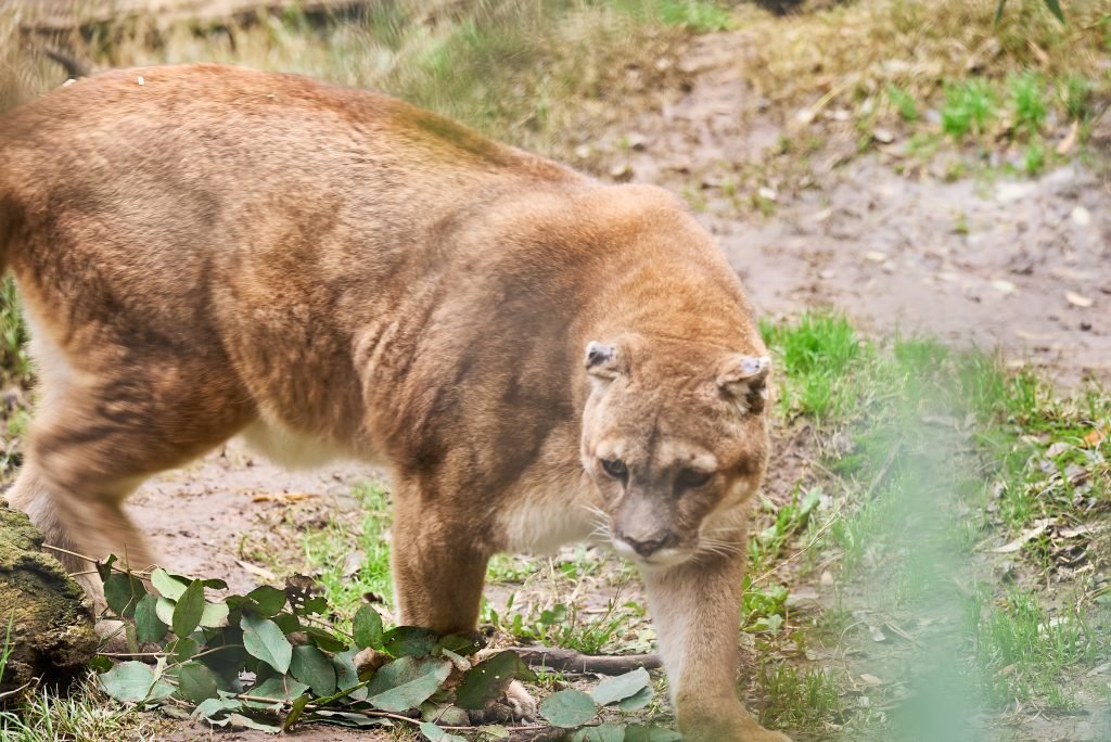 un buin en su habitat natural